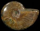 Flashy Red Iridescent Ammonite - Wide #52323-1